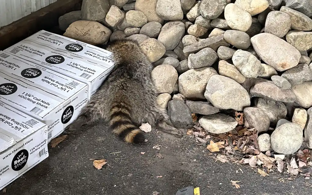 Raccoon Removal