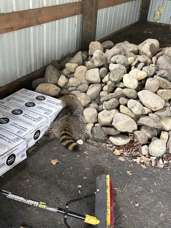 Raccoon backing into a stone pile in an outbuilding
