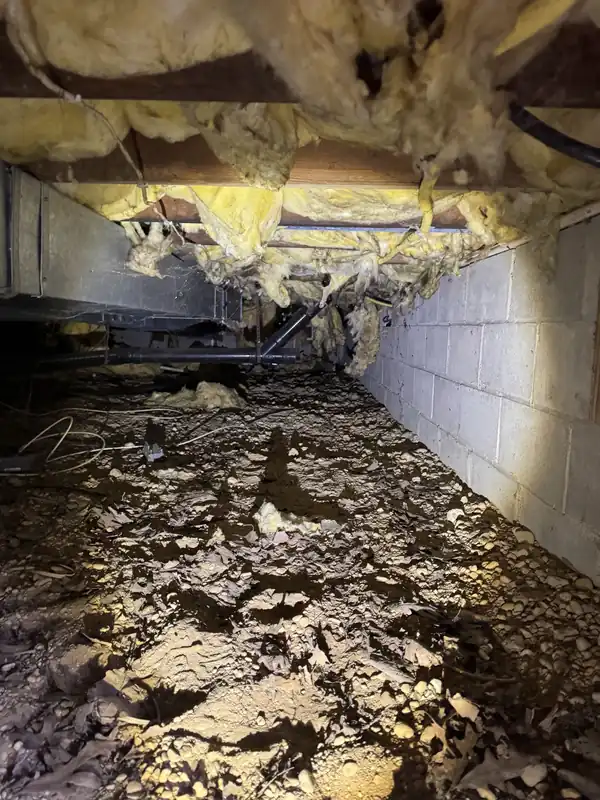 Nests Under the Eaves: Telling Paper Wasps, Yellowjackets and Bald-Faced Hornets Apart
