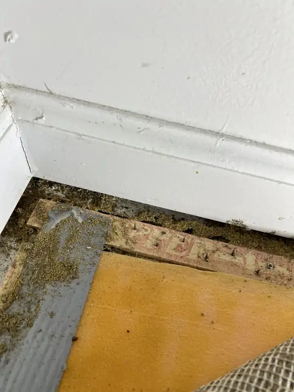 Baseboard gap packed with droppings and debris