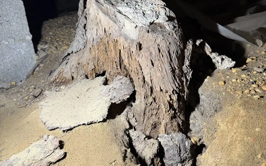 Termite Control