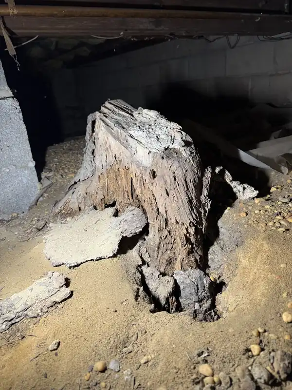 Decayed stump in a crawl space, tunnelled with frass around it