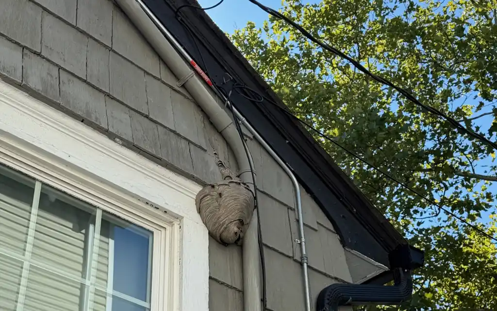 Wasp Control