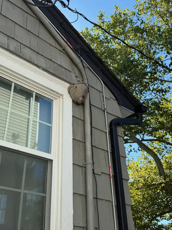 Paper wasp nest under a gable eave beside a window